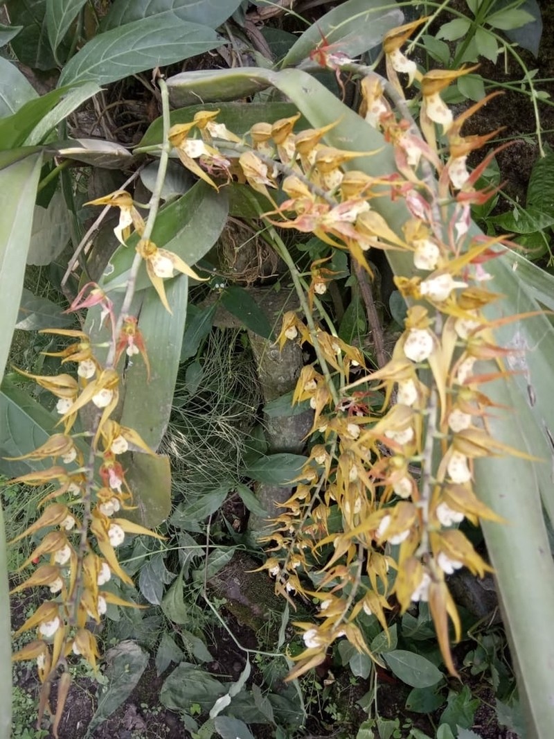 Brassia warszewiczii photo 6
