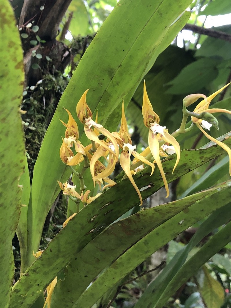 Brassia warszewiczii photo 7