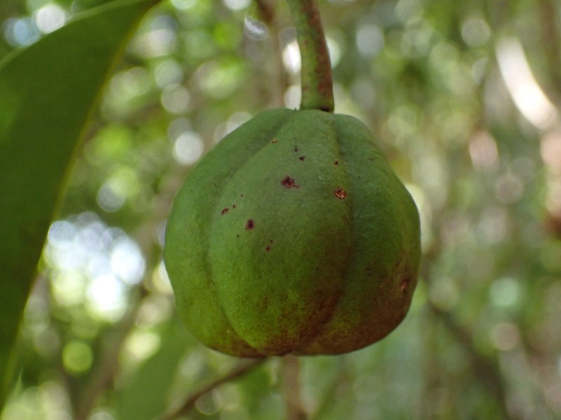 Brassiantha hedraiantheroides
