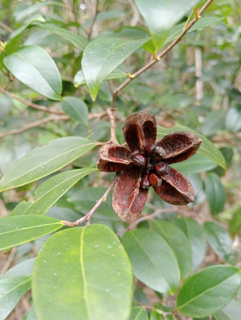 Brassiantha hedraiantheroides photo 2