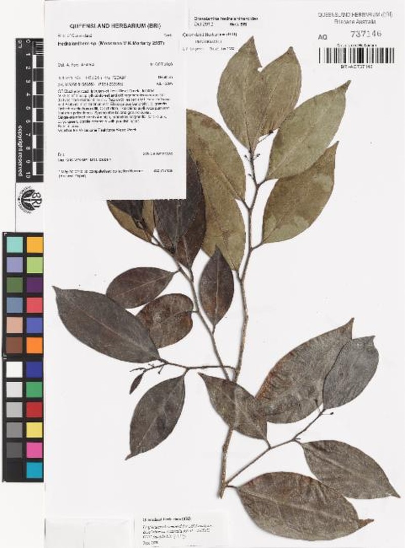 Brassiantha hedraiantheroides photo 3