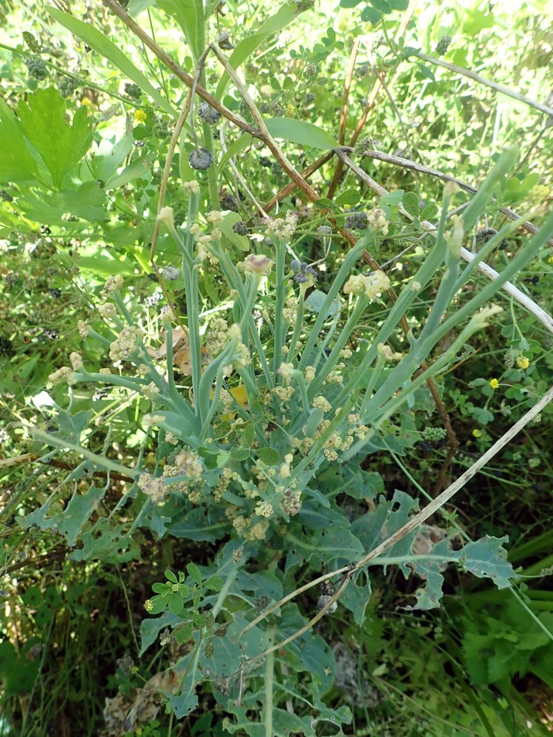 Brassica cretica subsp. cretica