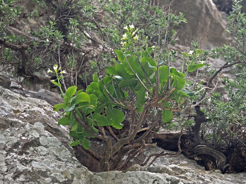 Brassica cretica subsp. cretica photo 2
