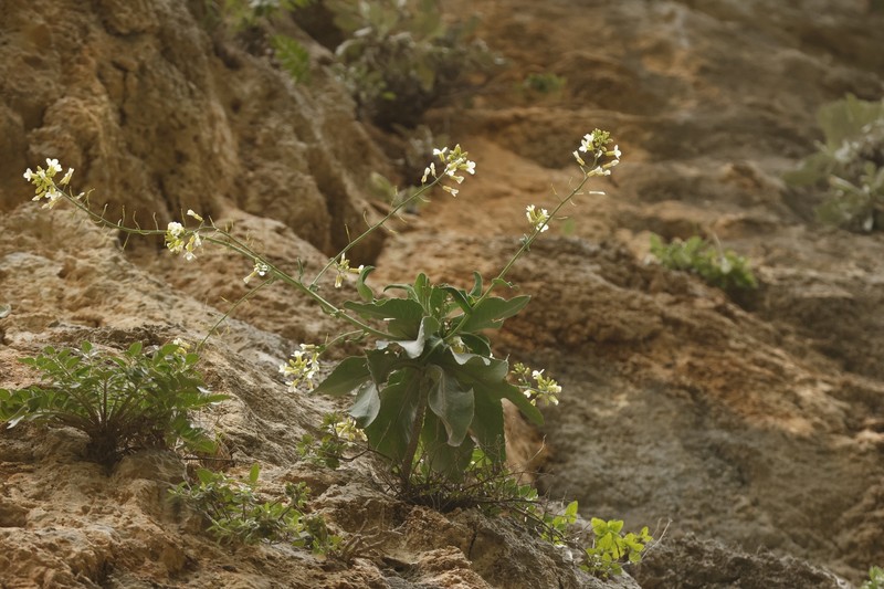 Brassica cretica subsp. cretica photo 3