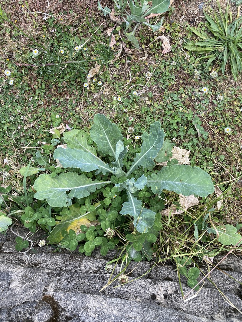 Brassica cretica subsp. cretica photo 4