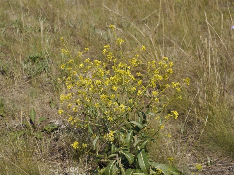 Elongated Mustard