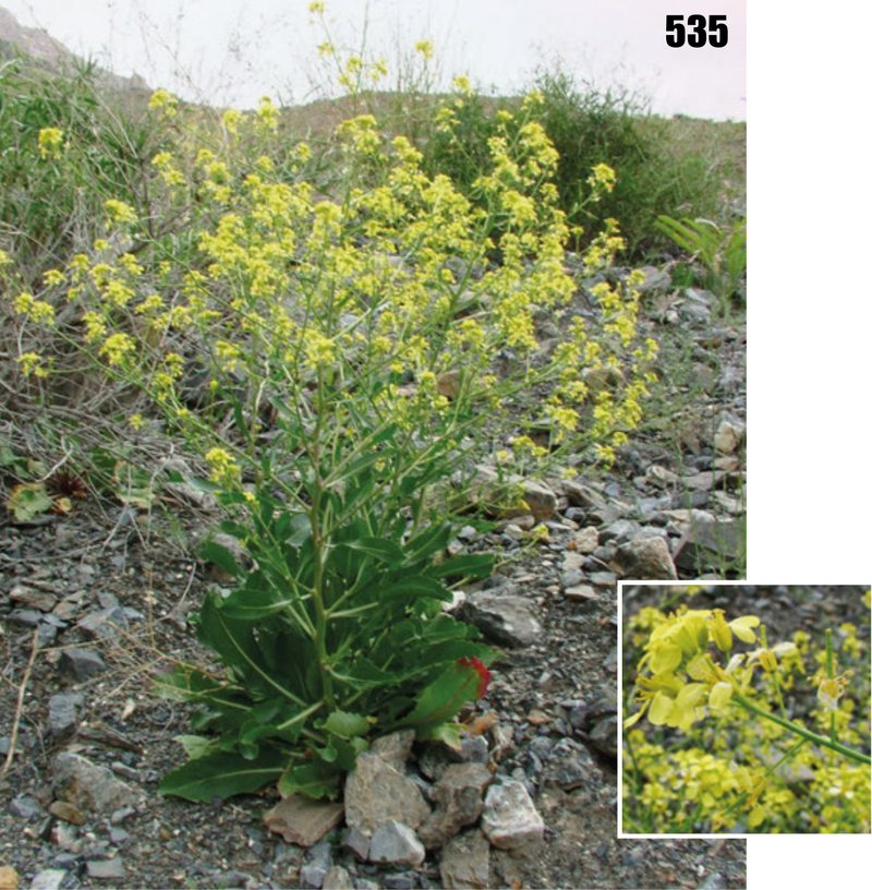 Elongated Mustard photo 2