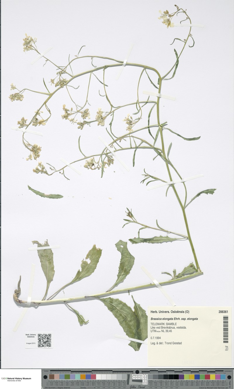 Brassica elongata subsp. elongata