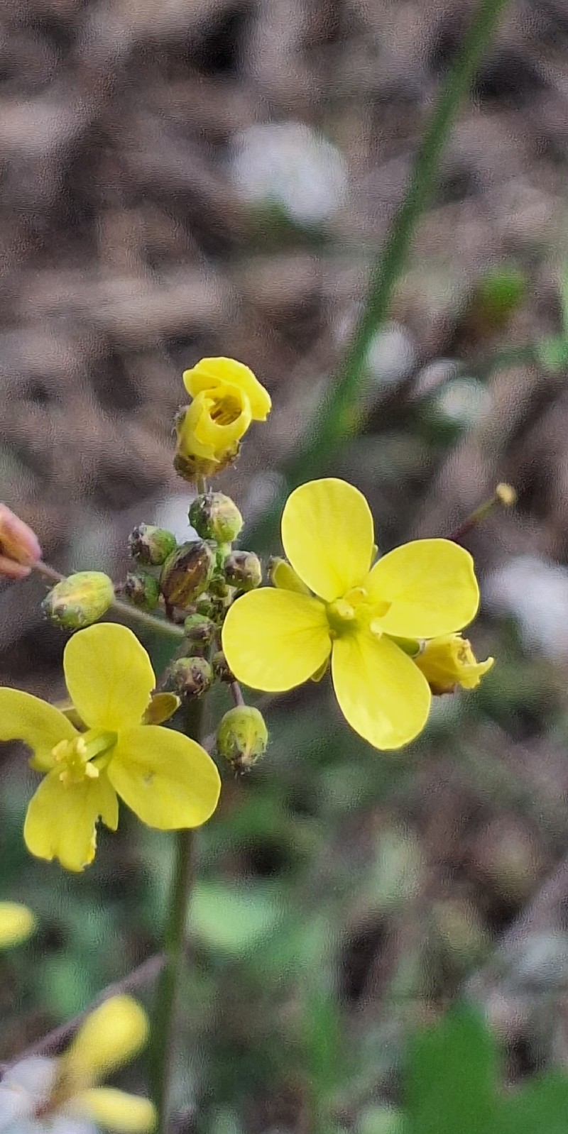 Brassica fruticulosa subsp. fruticulosa