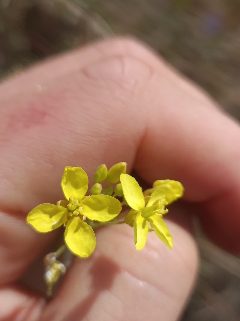 Brassica fruticulosa subsp. fruticulosa photo 2