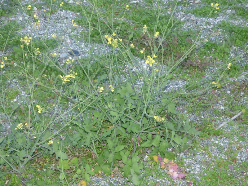 Brassica fruticulosa subsp. fruticulosa photo 3