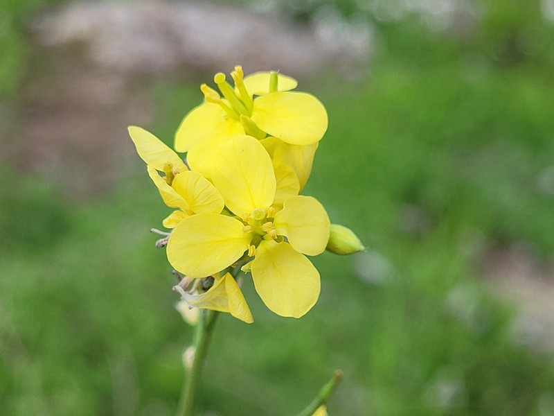 Brassica fruticulosa subsp. fruticulosa photo 4