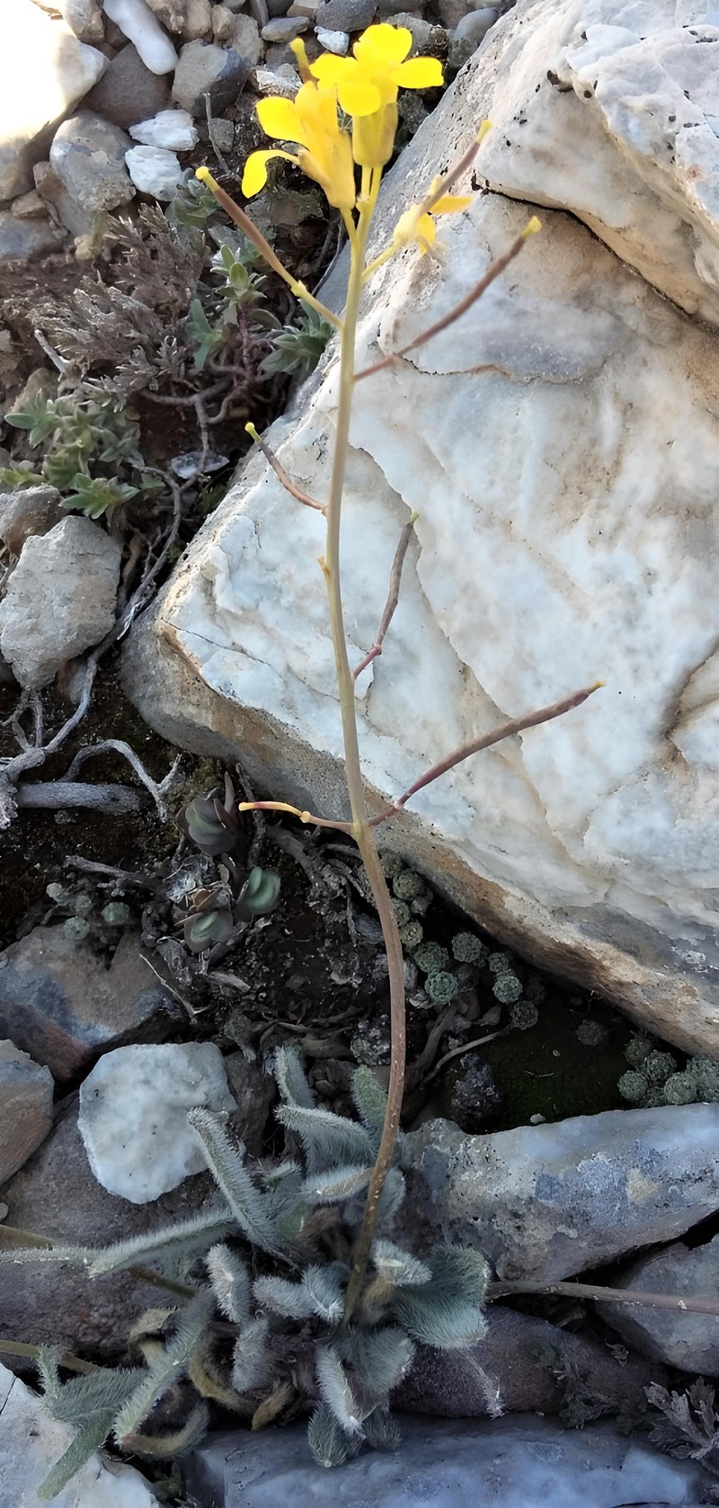 Brassica huseyinduralii