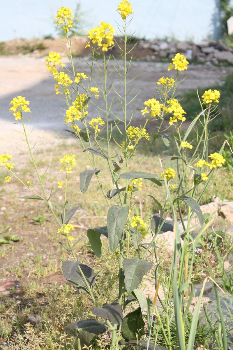 Brown Mustard