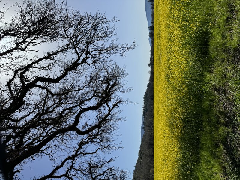 Black Mustard photo 3