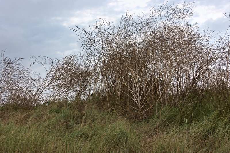 Black Mustard photo 4
