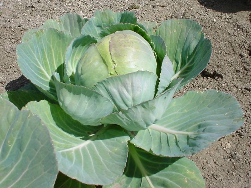 Cabbage photo 2
