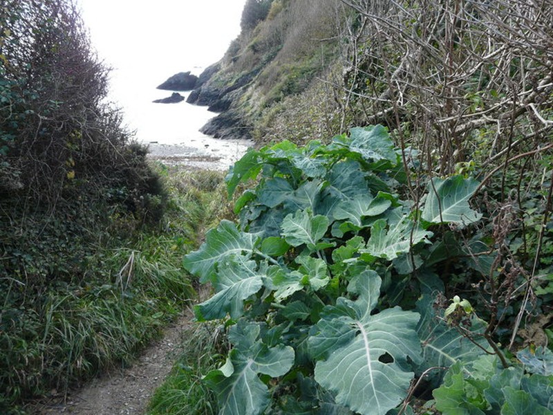 Cabbage photo 4