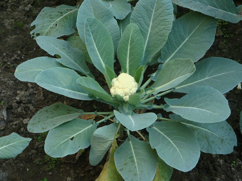 Cabbage photo 5