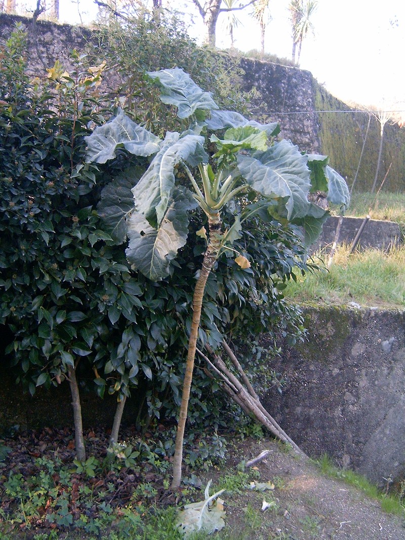 Cabbage photo 6