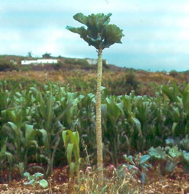 Cabbage photo 7