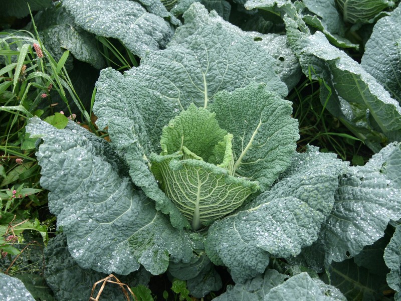 Cabbage photo 8