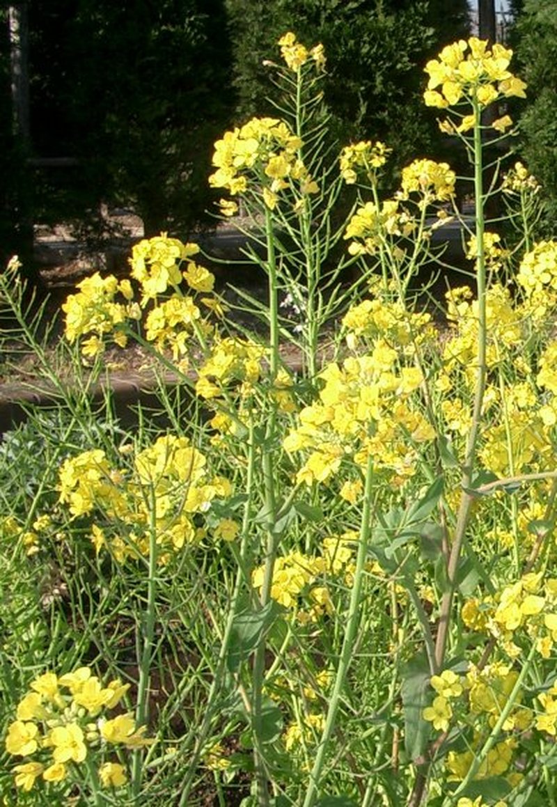 Field Mustard photo 3