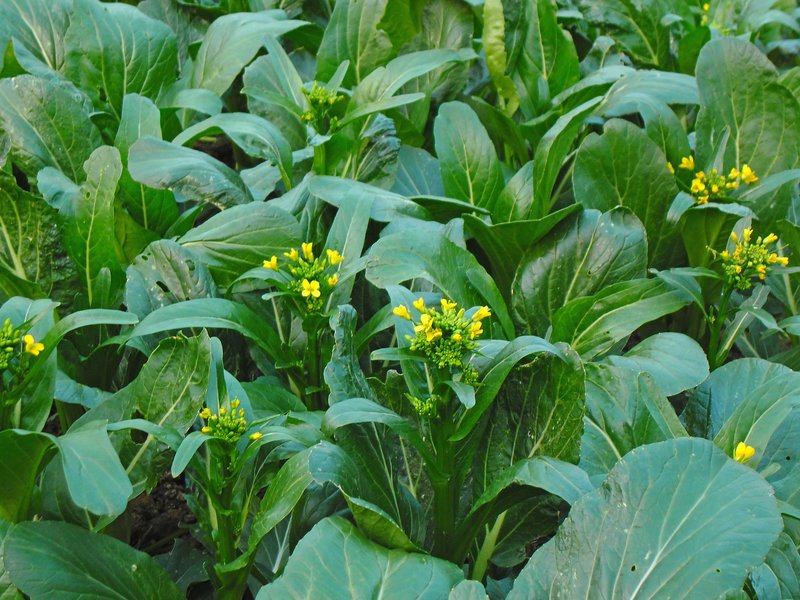 Field Mustard photo 4