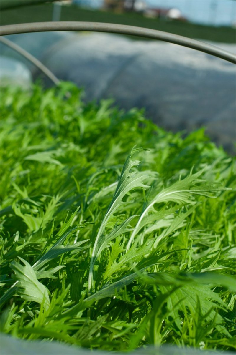 Field Mustard photo 6