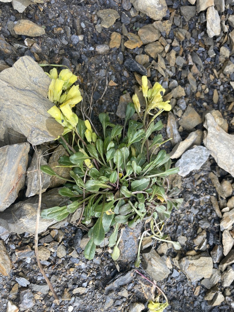Brassica repanda subsp. repanda