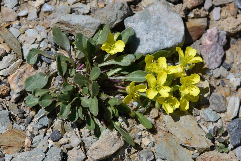 Brassica repanda subsp. repanda photo 2