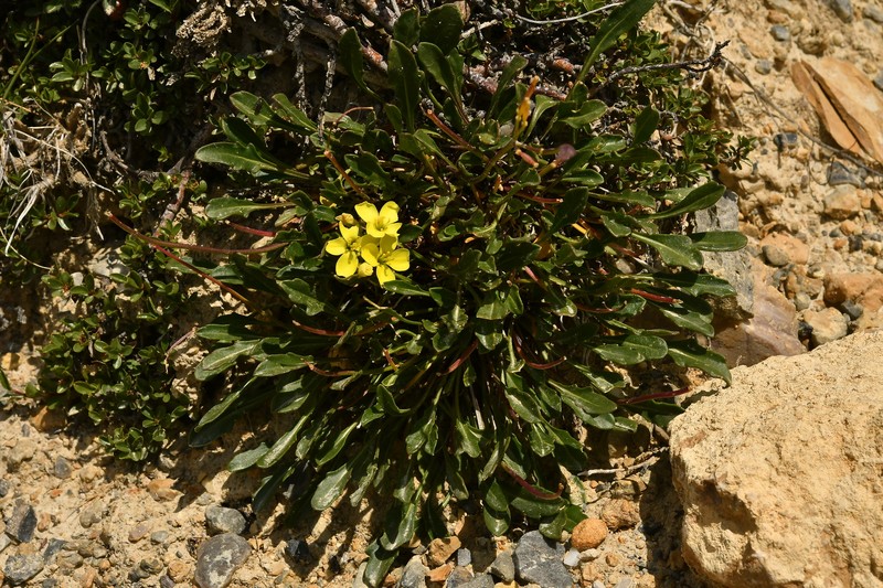 Brassica repanda subsp. repanda photo 3
