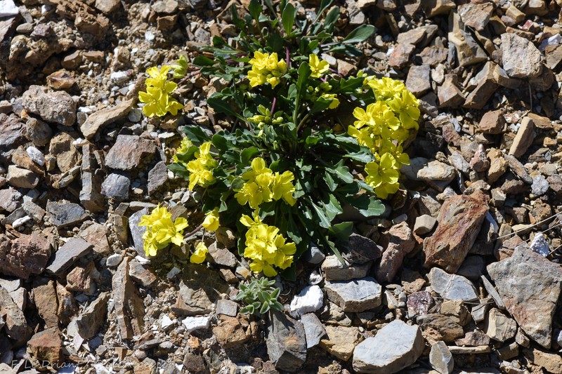 Brassica repanda subsp. repanda photo 4