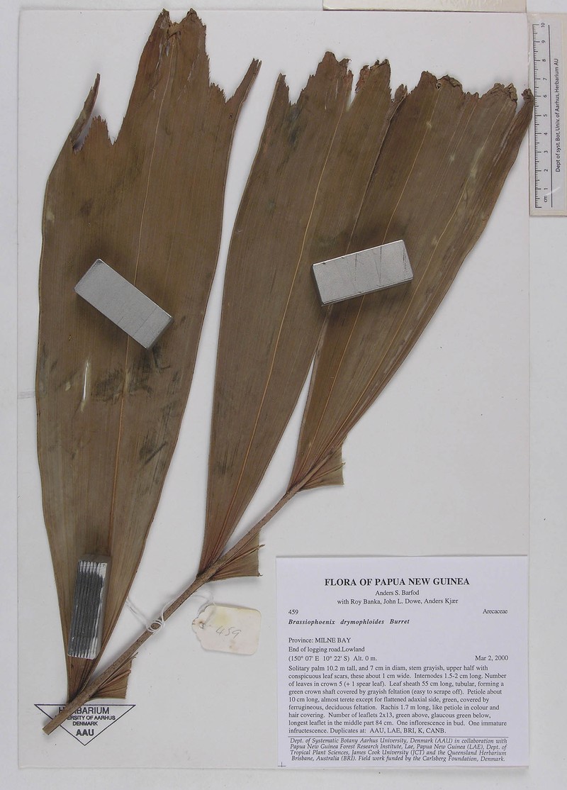 Brassiophoenix drymophloeoides