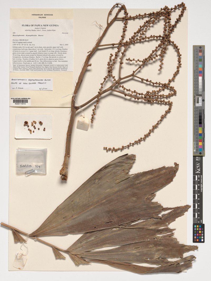 Brassiophoenix drymophloeoides photo 2