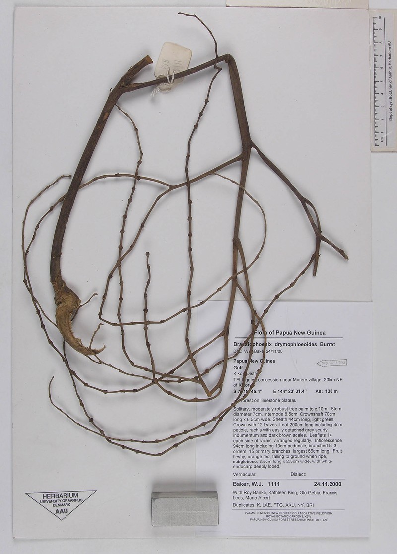 Brassiophoenix drymophloeoides photo 3