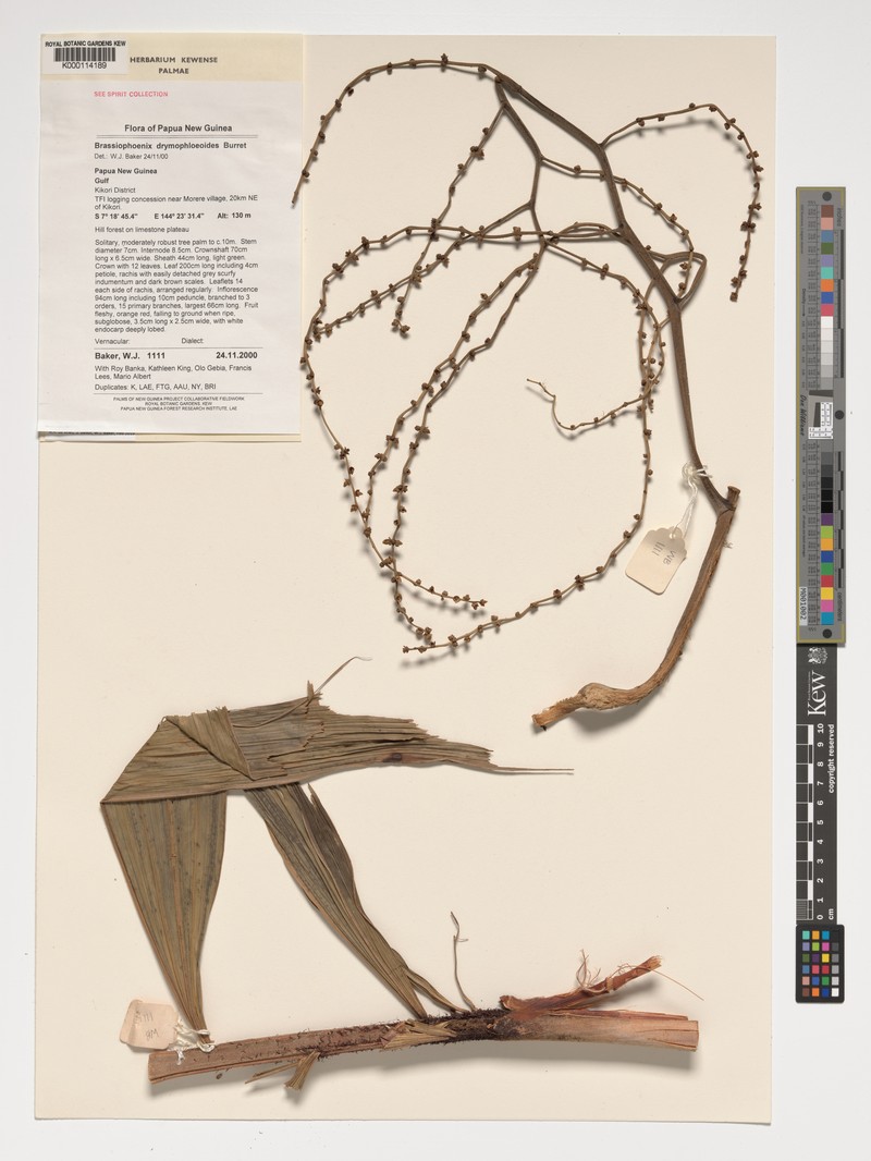 Brassiophoenix drymophloeoides photo 4