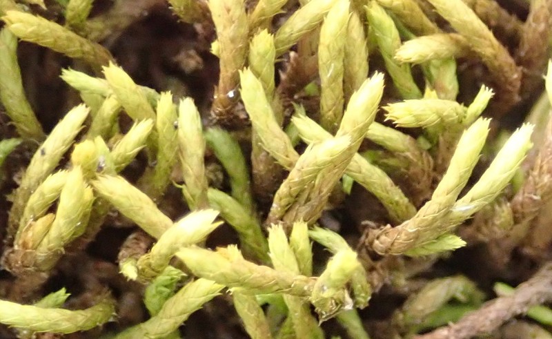 Braunia Moss