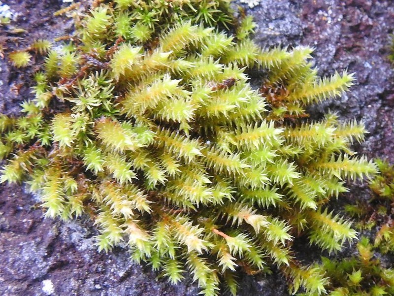 Braunia Moss photo 4