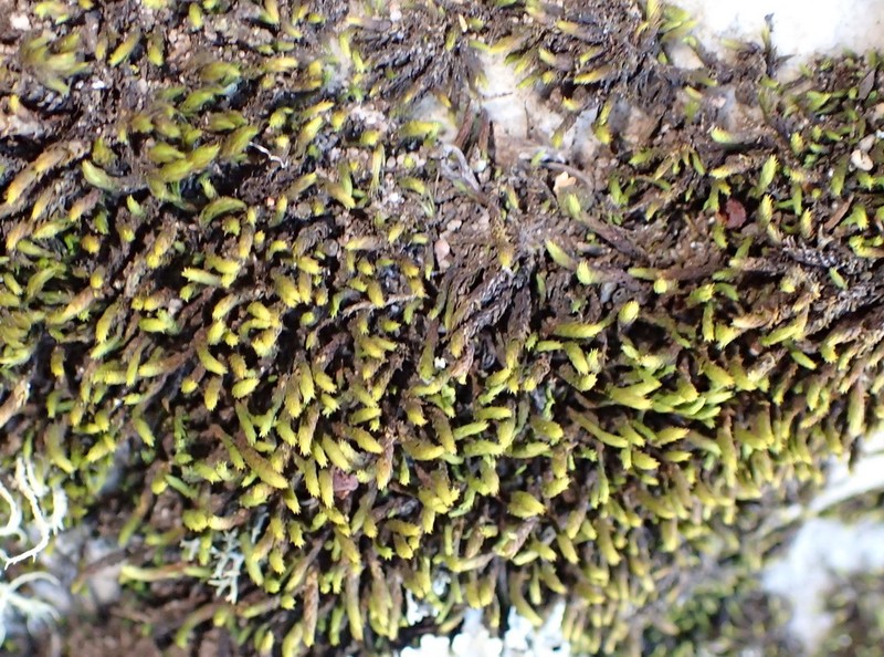 Braunia Moss photo 5