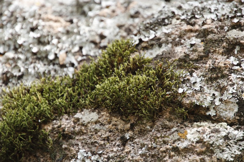 Braunia Moss photo 7