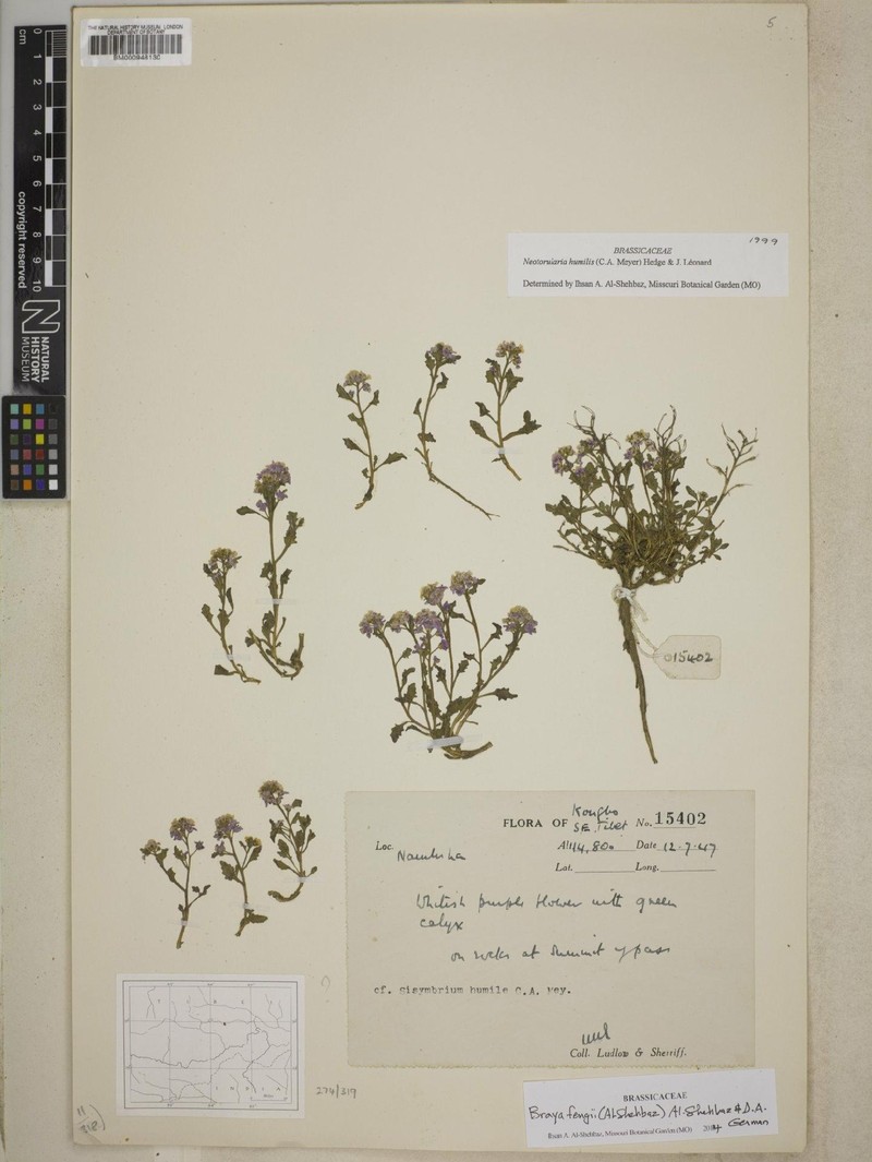 Braya fengii