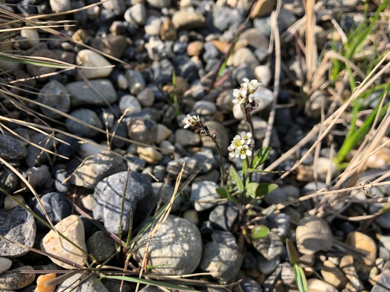 Smooth Northern-Rockcress