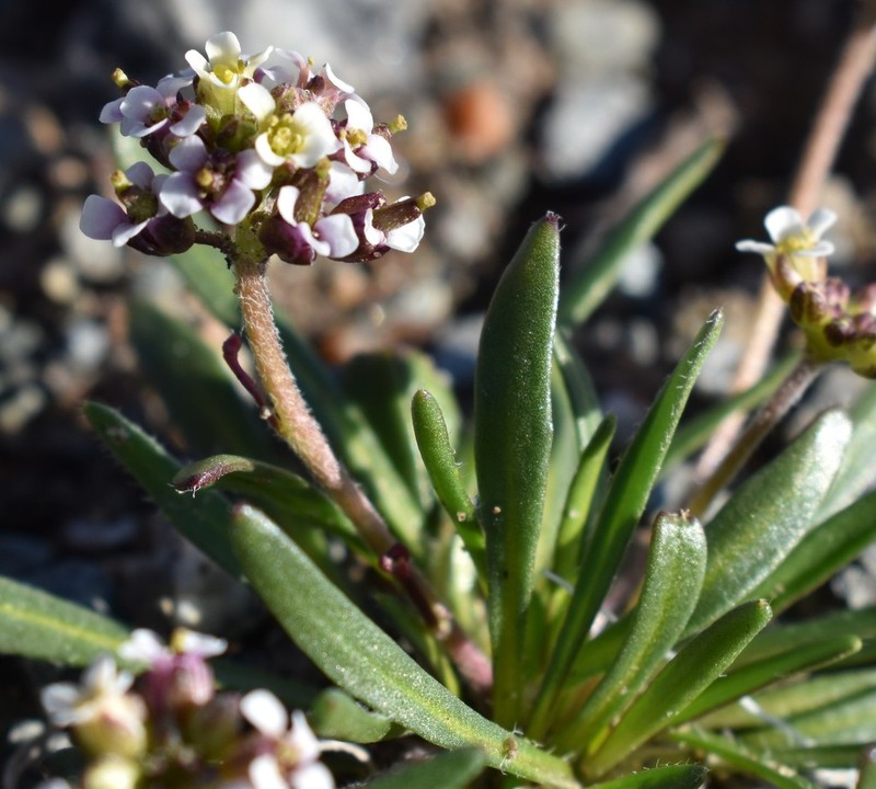 Smooth Northern-Rockcress
