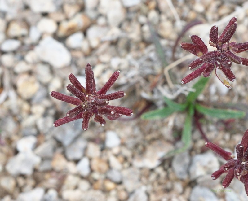 Smooth Northern-Rockcress photo 2