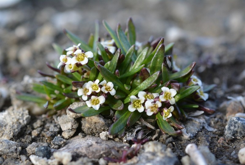 Smooth Northern-Rockcress photo 3