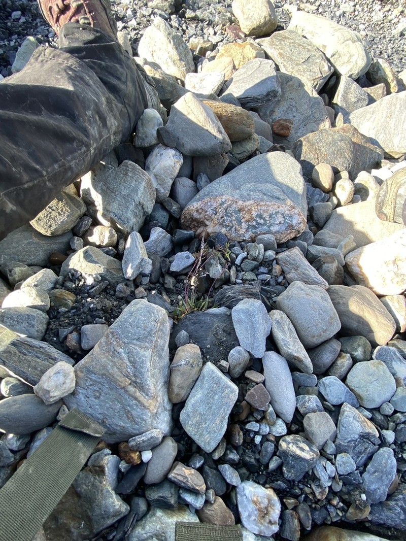 Smooth Northern-Rockcress photo 4