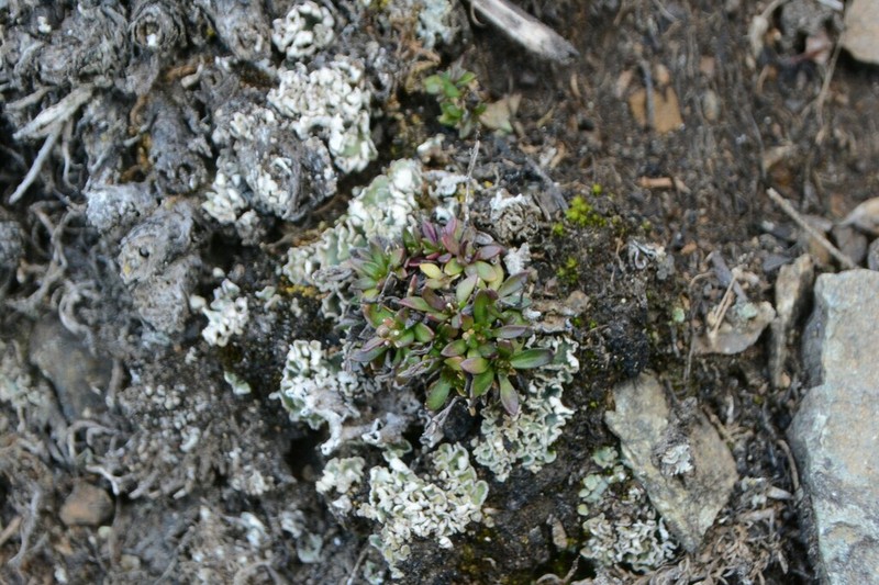 Smooth Northern-Rockcress photo 5