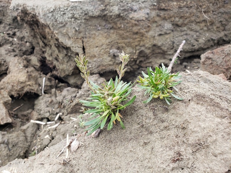Smooth Northern-Rockcress photo 6