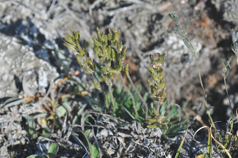Smooth Northern-Rockcress photo 7